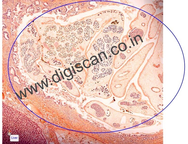 Microbiology & Parasitology Digital Slides Set (Bacteria, Fungi, Parasites & Viruses)